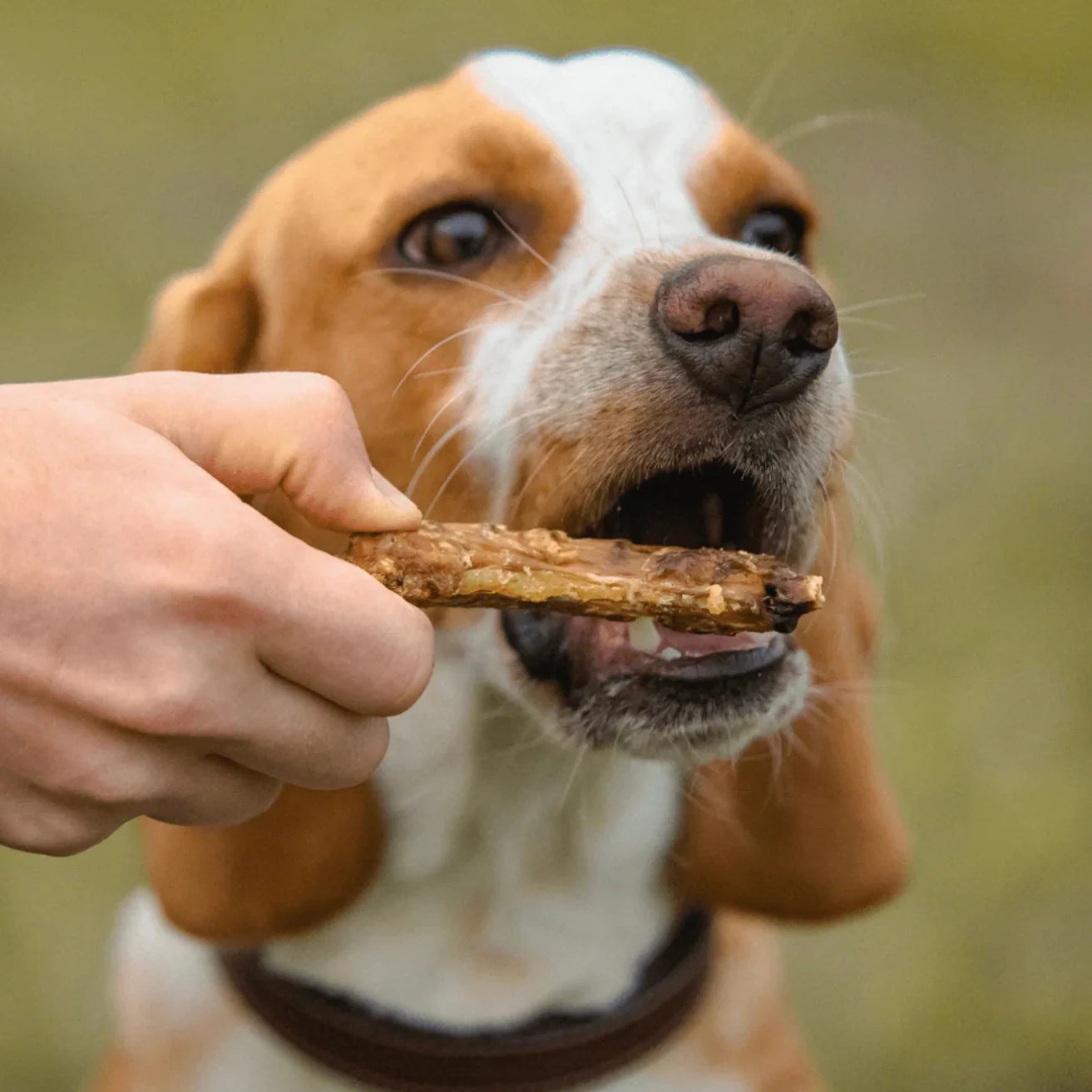 Dehydrated Chicken Neck